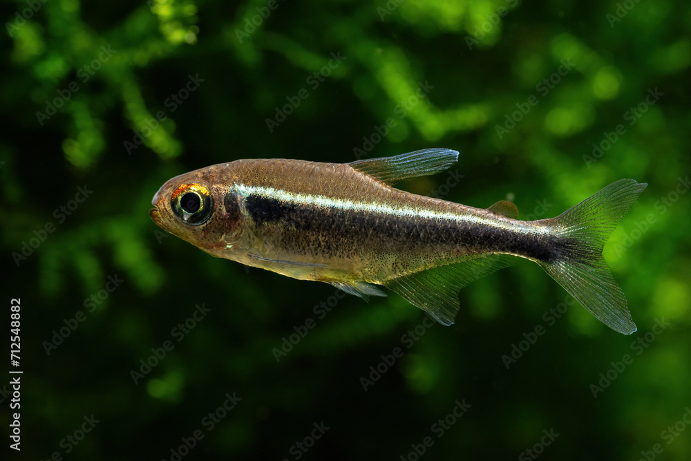 Poster Black neon fish with plants in the background.