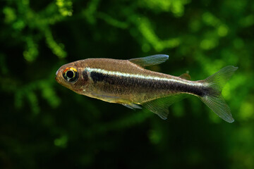 Fototapeta premium Black neon fish with plants in the background.