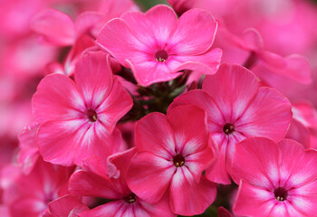 Red phlox flowers in a garden, top view