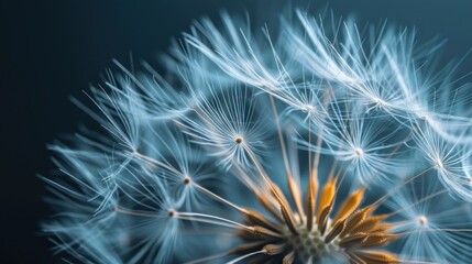  a close up of a dandelion with lots of white flowers in the middle of the dandelion.