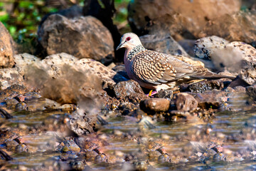 Spotted Dove in bird valley of the forest
