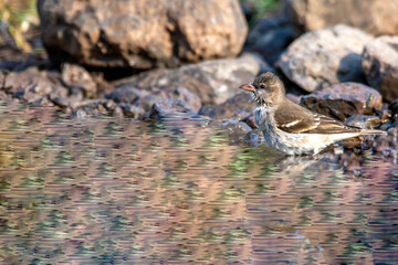 Yellow throated Sparrow taking deep in forest