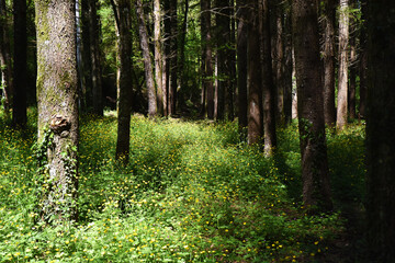 Fototapeta premium Dentro il bosco...