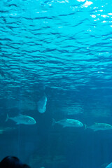 Beautiful Aquarium and Underwater Zoo of the Mall,Underwater tunnel at an aquarium,sea life at...