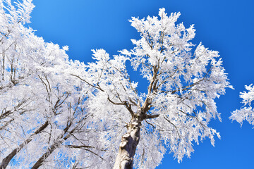 Neve, Toscana