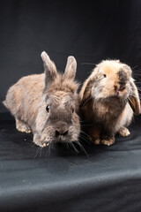 Mini lop rabbit and lionhead rabbit, isolated on black background