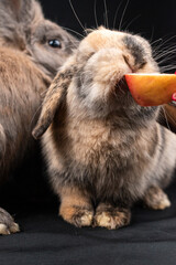 Mini lop rabbit and lionhead rabbit, isolated on black background