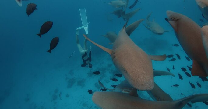 Freediver woman dive and swims with the sharks in a tropical blue sea in the Maldives