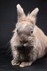 Lionhead rabbit, isolated on black background