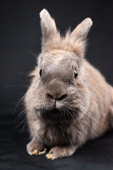 Lionhead rabbit, isolated on black background