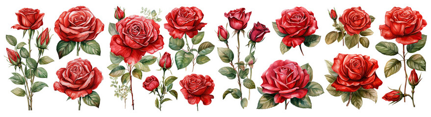 Set of Rose flower decor Red color ,Watercolor, PNG element hand drawn flowers , Botanic cut out transparent isolated on white background ,PNG file ,artwork graphic design illustration.