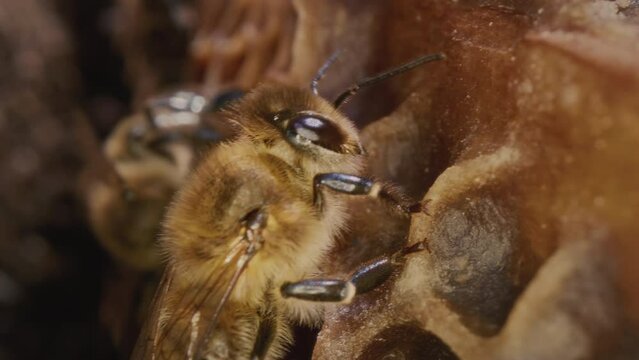 Macro shot of a bee in a hive, portrait. Worker bee walks and works inside the hive in the apiary. Head and legs of an insect. It puts pollen into a cell of the honeycomb. Creates an egg for a colony