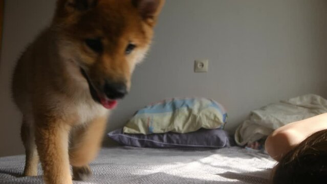 A Shiba Inu puppy jumping on bed at home, playing with woman. Funny little active dog walks up to the camera and sniffs it. Slow motion