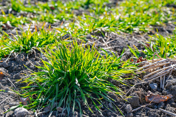 冬に育つ麦の芽