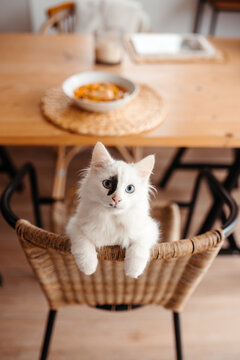 Naklejki From above curious white cat with blue eyes looking upwards at a bowl of soup on a table