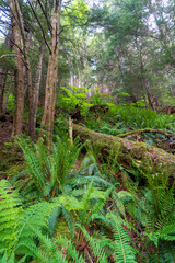 Rainbird Hiking Trail in Tongass National Forest in Ketchikan, Alaska. Sitka spruce, ferns, and rocky trail through temperate rain forest.  