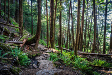 Rainbird Hiking Trail in Tongass National Forest in Ketchikan, Alaska. Sitka spruce, ferns, and rocky trail through temperate rain forest.   - obrazy, fototapety, plakaty
