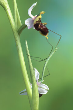 Striking macro image capturing a Partridge Orchid with a mimicking Phasmid or stick insect stretching along