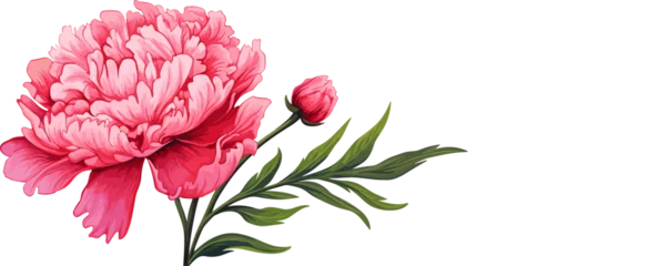 Fototapeten Peony flower icon. Peonies on transparent background. Watercolor pink peony flowers. Realistic peony flowers with leaves . Hand drawn botanical floral decoration © Tally 18