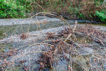 Landscape Des Moines Creek 7