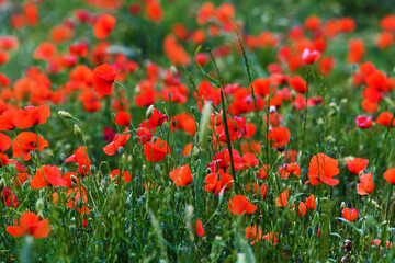 Magia di papaveri, Toscana