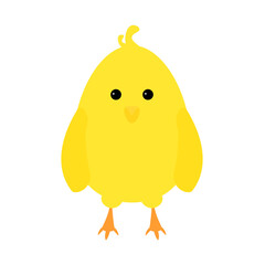 cute little chicken on a white background