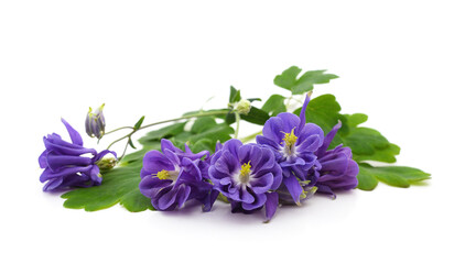 Purple bell flowers.