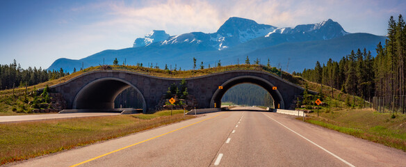 Animal crossing bridge across Trans-Canada Highway in Banff