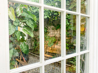 Plants in the garden visible from behind a transparent glass window with a white frame. Looking at the view from behind the window of the house. Stay at Home.