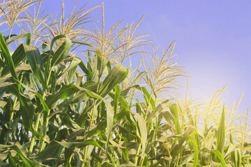 Fototapeta premium Sweet Corn Field with Blue Sky Background