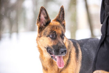 german shepherd dog in snow