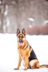german shepherd dog in snow