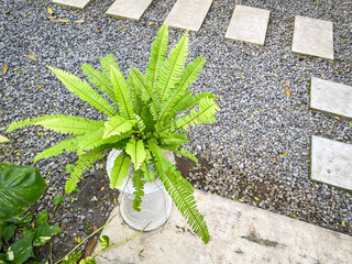 Fern plant in terracota earthenware pot in backyard garden with gravel floor background. Concept...