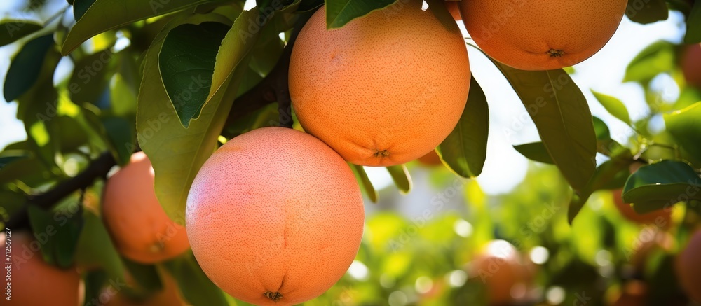 Poster cluster of grapefruits on a tree.