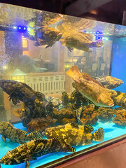 Shops selling fresh live grouper fish in aquariums. Concept for whole healthy food, nutrition, omega-3, animal protein, seafood