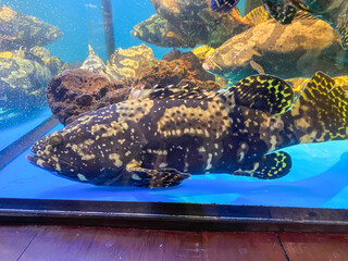 Shops selling fresh live grouper fish in aquariums. Concept for whole healthy food, nutrition, omega-3, animal protein, seafood