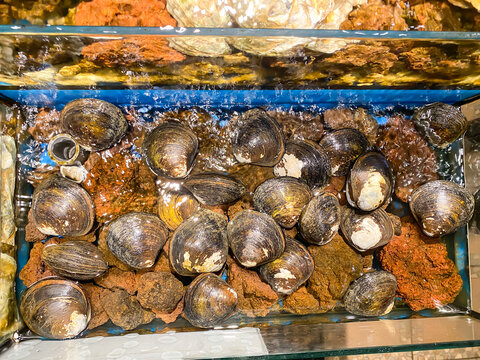 Kerang Kijing. Fresh alive live Pilsbryoconcha exilis clams inside aquarium on display in supermarkets for sale. Concept for whole healthy food, omega-3, animal protein. 