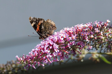 Red admiral butterfly (Vanessa Atalanta) perched on summer lilac in Zurich, Switzerland