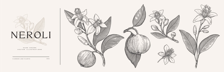 Set of flowers, buds and leaves of fragrant neroli. Beautiful tropical plant in engraving style. Botanical vector illustration for floral design in perfumery and cosmetology.