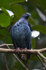 The nicobar pigeon perched on a tree branch