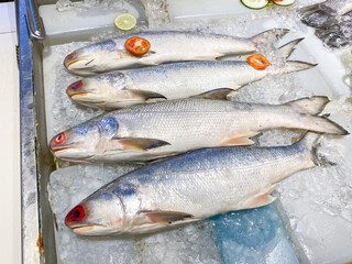 Red fish eyes. Not fresh frozen fourfinger threadfin fish with ice sold at a modern fish market. Fish caught by fishermen. Concept for whole healthy food, nutrition, omega-3, animal protein, seafood.