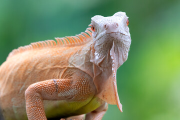 Close-up of a red iguana on a tree branch