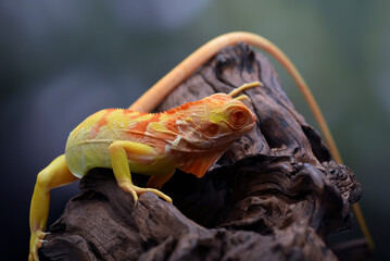 Close-up of a red iguana on a tree branch