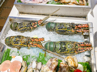 Panulirus ornatus. Fresh live large sized sea tropical rock lobster with ice on display in...