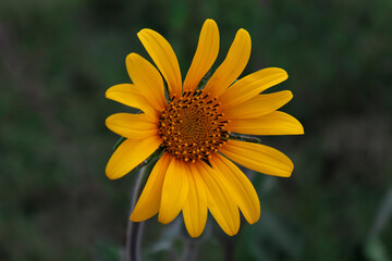 Girasol Solitario