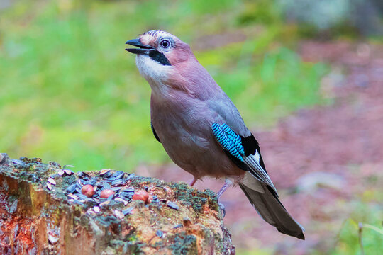 A mockingjay with bright plumage - a bird of the jay genus of the corvid family of the passerine order - sits on a rotten stump. 