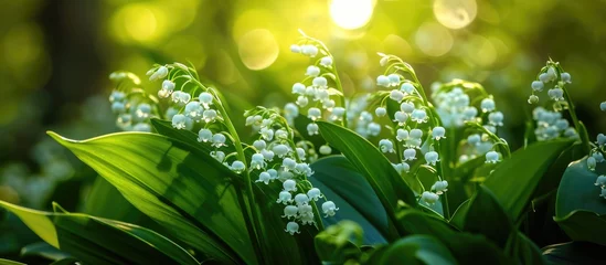  Closeup of Lily of the Valley in the garden. © AkuAku
