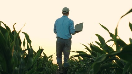Naklejka na ściany i meble Agriculturist inspects corn plants growth using laptop at country field. Agronomist gathers data about corn field state with laptop. Skilled farmer prepares report on laptop examining corn field