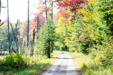 Path in the woods