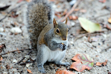 Eichhörnchen in Florida